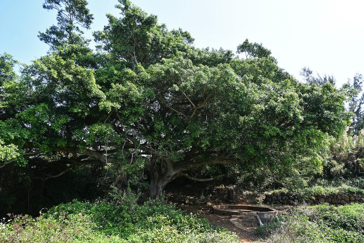 红树林盆栽,大家觉得厦门哪一个地方最好玩?