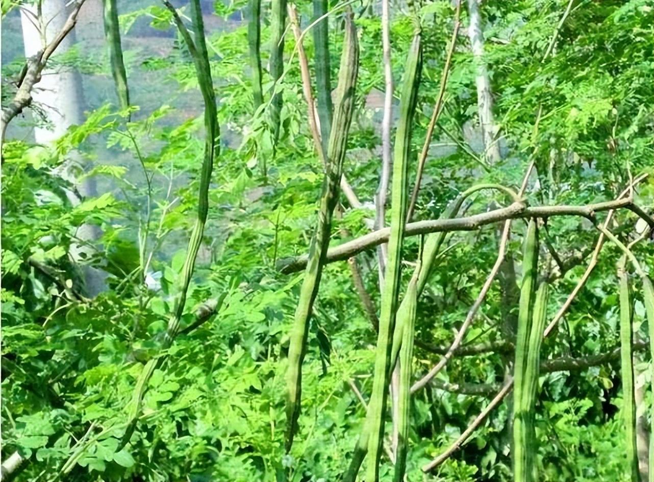 印度辣木树辣木膳是什么