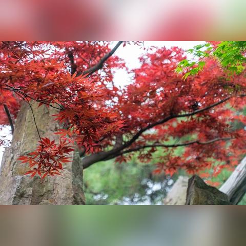 今天6月9日生肖鸡运势(6月生肖鸡运势如何)