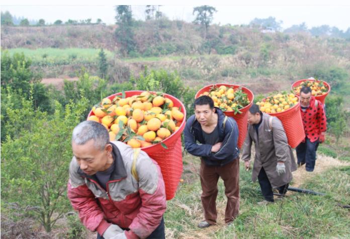 馬克斗柑橘種植手藝_你對福州最深入的印象是什么