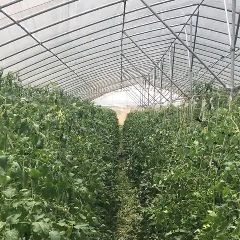 蚯蚓人工智能是什么