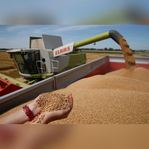 河南哪个城市有小麦粉