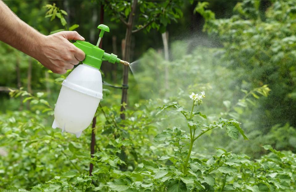 盆栽植物叶内生虫,为啥花盆有5厘米长的虫子?