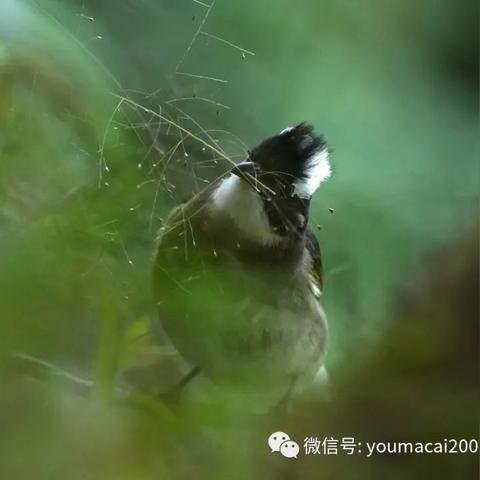 河南蹦的相关长尾关键词有哪些