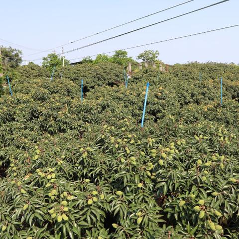 海口青果批发一手货源的长尾关键词有哪些