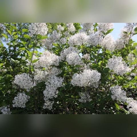 带同事到哈尔滨玩，群力的景区有什么值得去的吗？