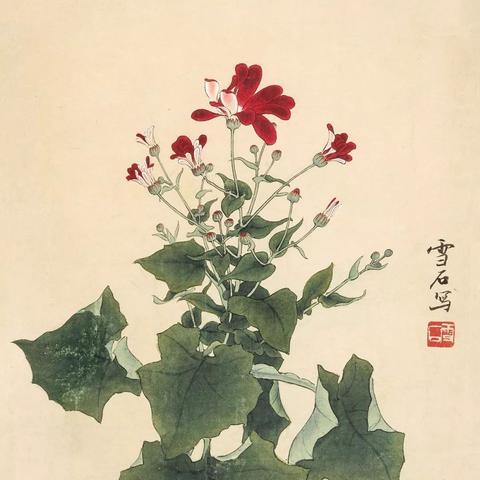 桂林芍药的功效与作用相关长尾关键词有哪些