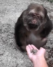 猴宝宝起名怎么好听(水浒传中的水浒是什么意思)