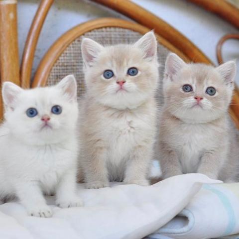 长沙金渐层紫金相关长尾关键词有哪些