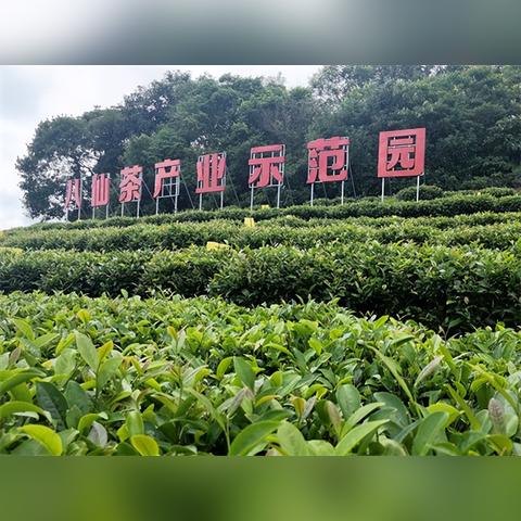 福建有哪个茶叶
