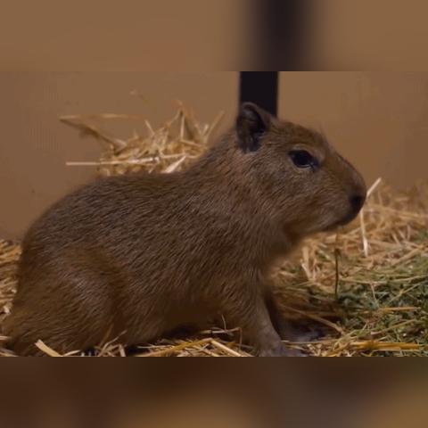 tiktok海外仓如何引入本省