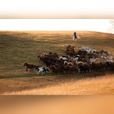 生肖马明年运势怎样(明年属马运气)