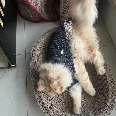 无锡市哪里有猫牙米