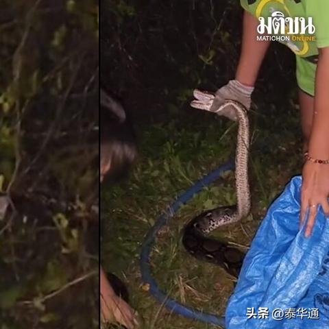 tiktok泰国本土店包邮吗的相关长尾关键词有什么