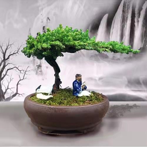 白紫檀盆景养护