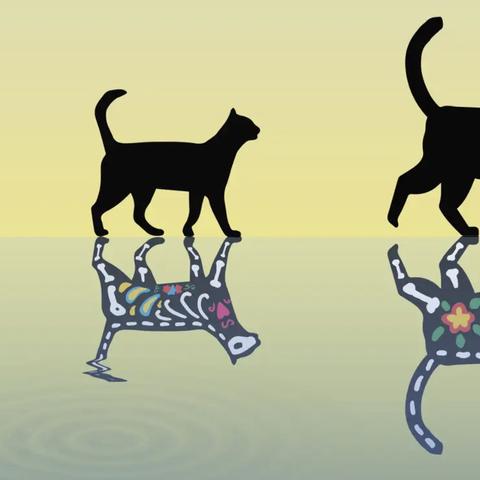 薛定谔的猫这本书讲了什么