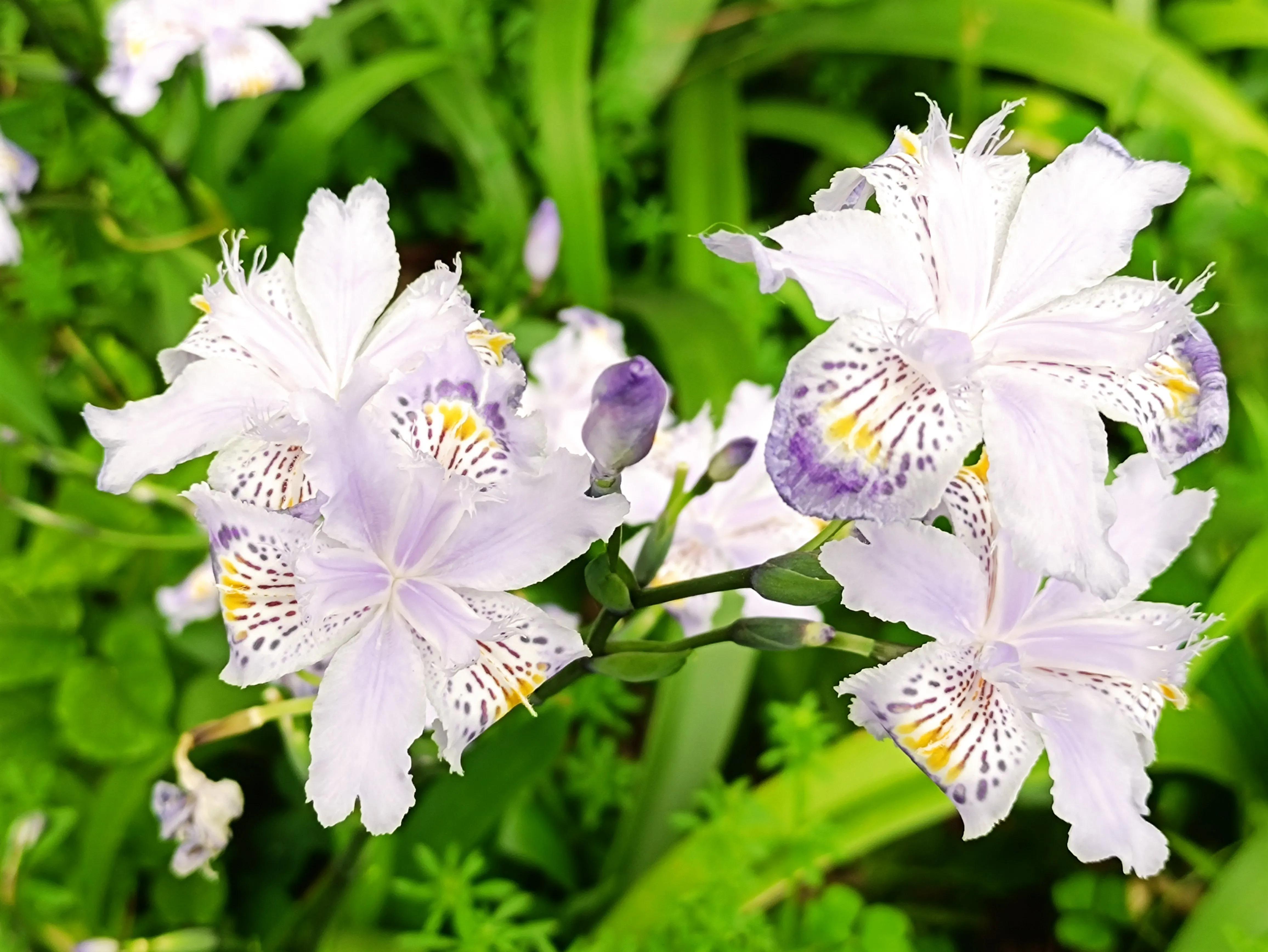 蓝色鸢尾花花语,什么花代表向往自由?