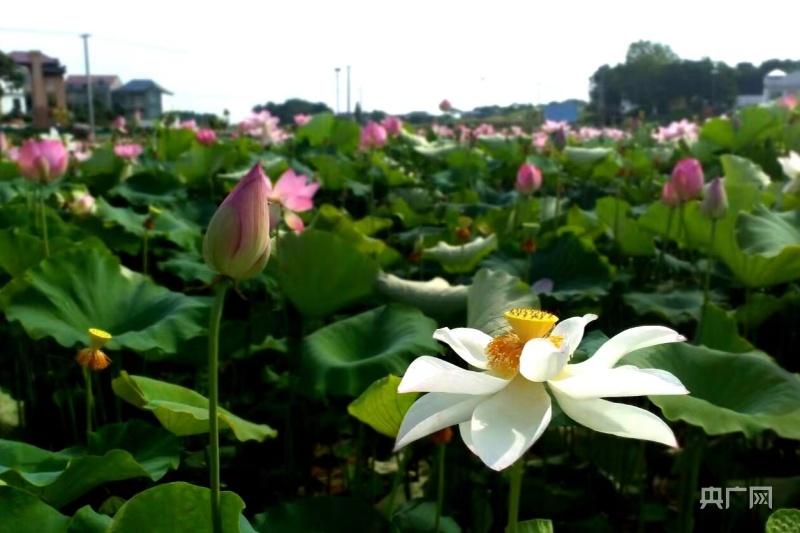 原神莲怎么摘不了（藕塘怎么除田螺）