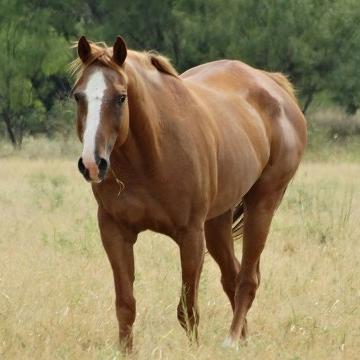 生肖马4月运势如何(属马四月运势如何)