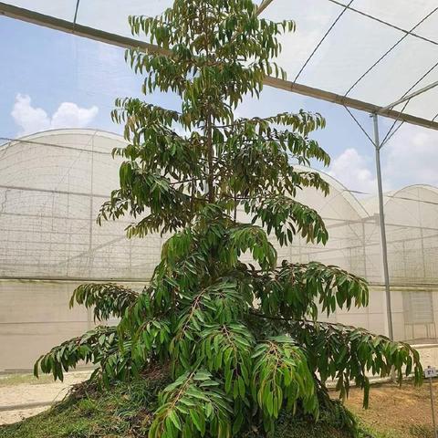 潍坊市哪里榴莲自助