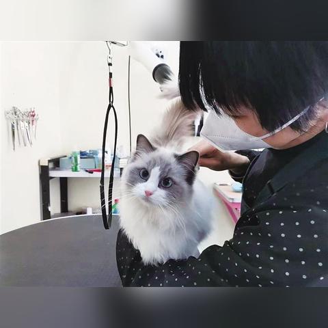 兰州市仓鼠哪里卖的多一点