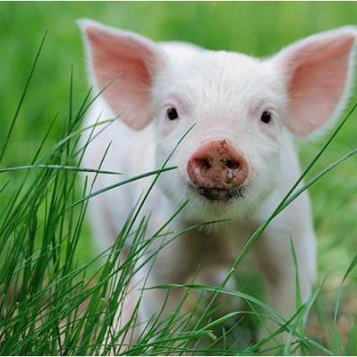 生肖猪婚姻与运势图片大全(生肖猪的婚姻与命运)