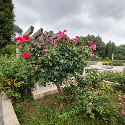 石家庄市珍稀植物园的长尾关键词有哪些