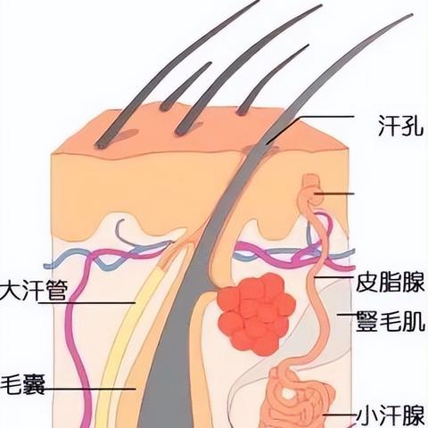 济南治疗狐臭的的医院相关长尾关键词有哪些