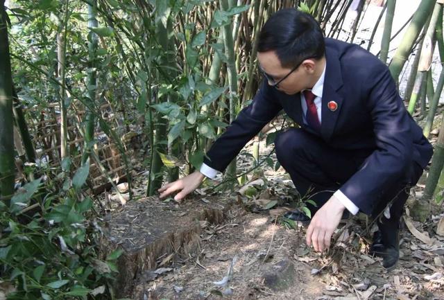 幼儿园植树节活动方案2019