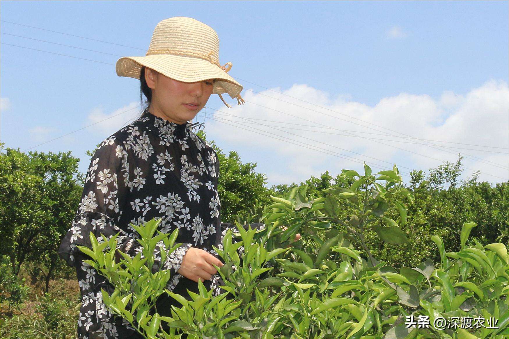 柑橘病蟲害防治紅蜘蛛_若何預防柑橘炭疽病