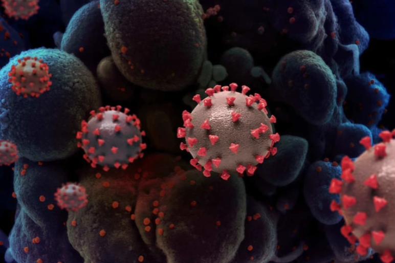 【专家解读新冠变异毒株风险
,专家解读新冠变异毒株风险分析】-图1 【专家解读新冠变异毒株风险
,专家解读新冠变异毒株风险分析】-图1