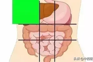 左中腹位置图详解 头条搜索