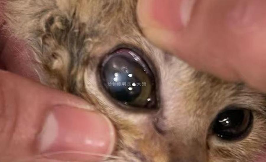 辽宁新增3例本土病例 均在大连
 /辽宁新增3例本土病例 均在大连吗