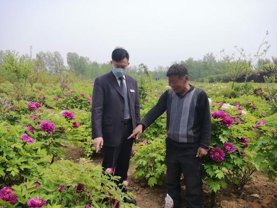 金融活水滋润牡丹产业链！一季度菏泽普惠涉农贷新增30多亿