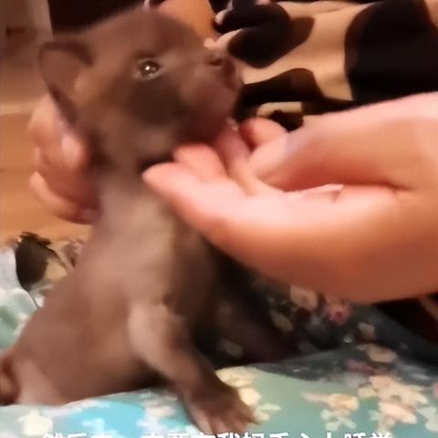 上海禁养犬只有哪些