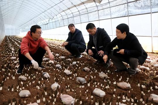 洛阳汝阳刘店：返乡青年种植食用菌带群众增收致富