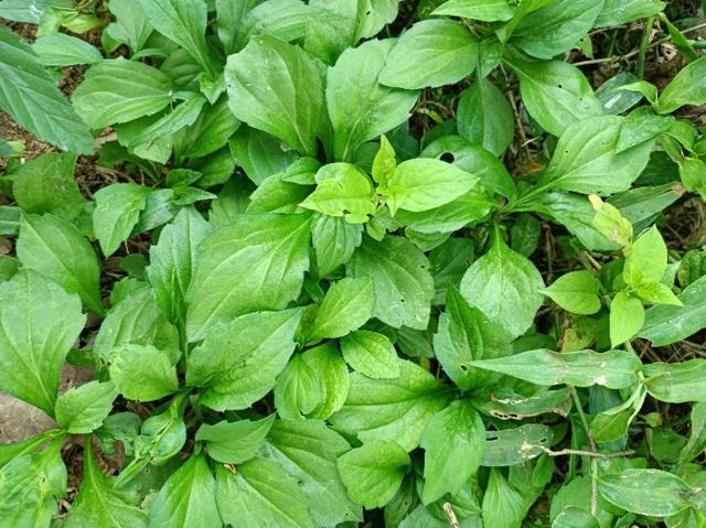 4种常见青菜