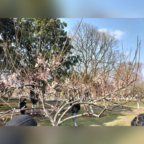 武汉市的梅花是什么花
