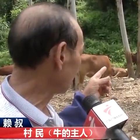 广州抓小牛电动车的规定？