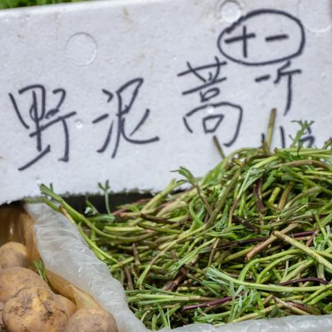 武汉市什么地方摘野泥蒿