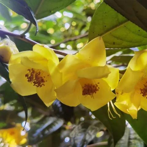 桂林哪里有手工花加工店相关长尾关键词有哪些