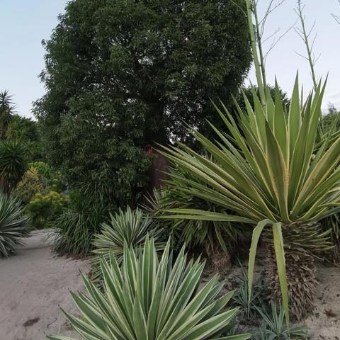 厦门市植物园哪里预约