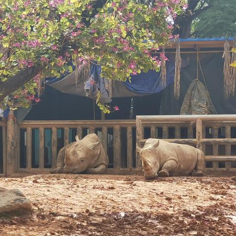 到南宁市动物园怎么坐车