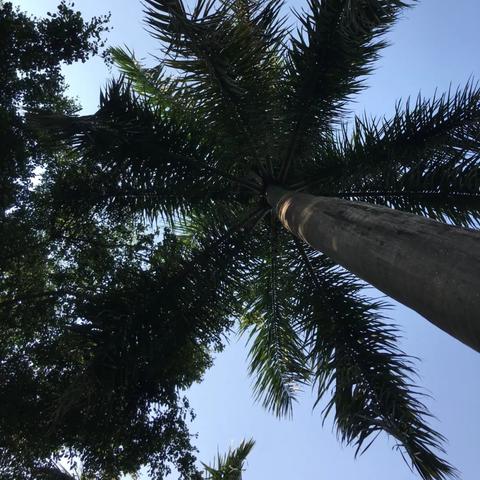 深圳平湖是哪个区啊？