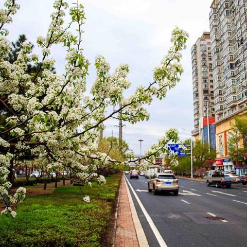 哈尔滨市种什么样果树
