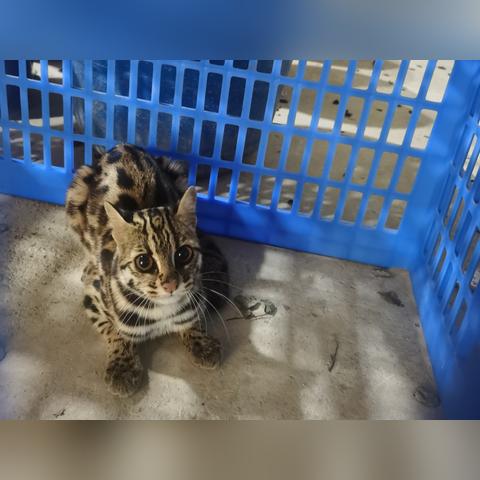 昆明市晋宁区小猫故事的长尾关键词有哪些