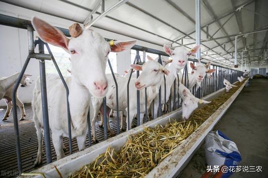 互联网+认养模式养羊，让农村创业养殖户结合时代，快速转型致富