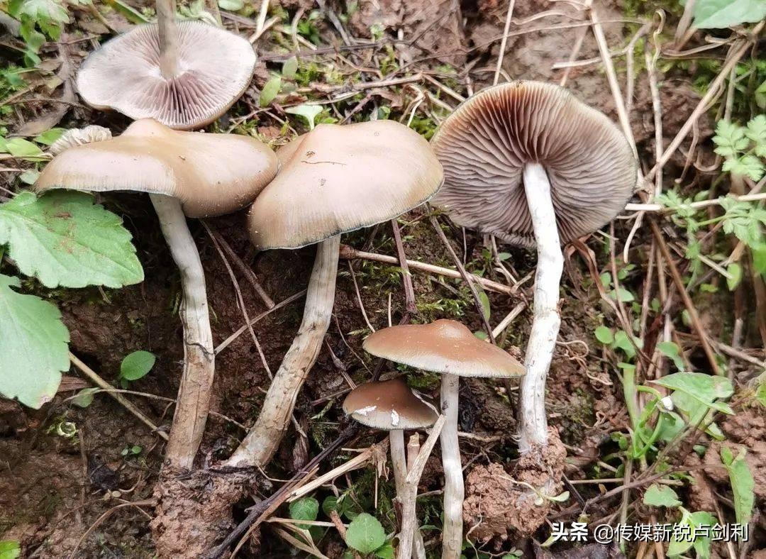 菌物研究科学小论文2017投资界最精彩的案例