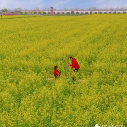 武汉市观景台在哪个区啊