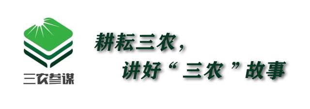 玉米每吨上涨400元是什么原因